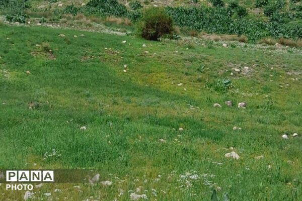 کوه های شهر بار ذخیره‌گاه گیاهان ارزشمند و کم نظیر دارویی 