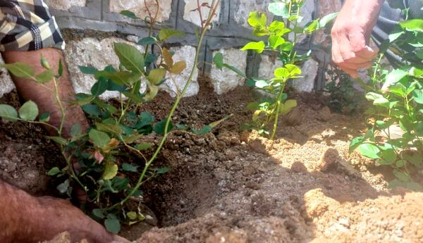 کاشت گل و گیاه در شهر منج، راهی برای احیای زمین
