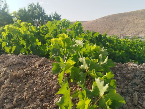 گزکوه، قطب انگور خراسان شمالی 