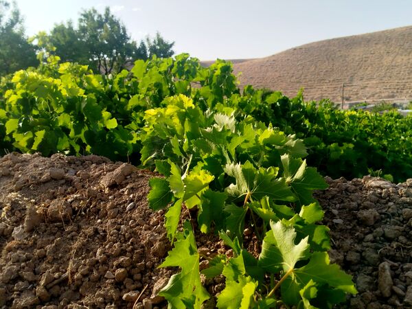گزکوه، قطب انگور خراسان شمالی 