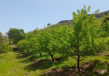 باغ بادام علی آباد؛ گنج سبز روستایی در دل طبیعت