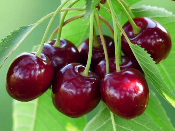 برداشت گیلاس در آذربایجان شرقی