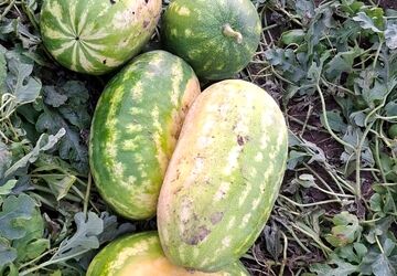 برداشت هندوانه پاییزه در میناب