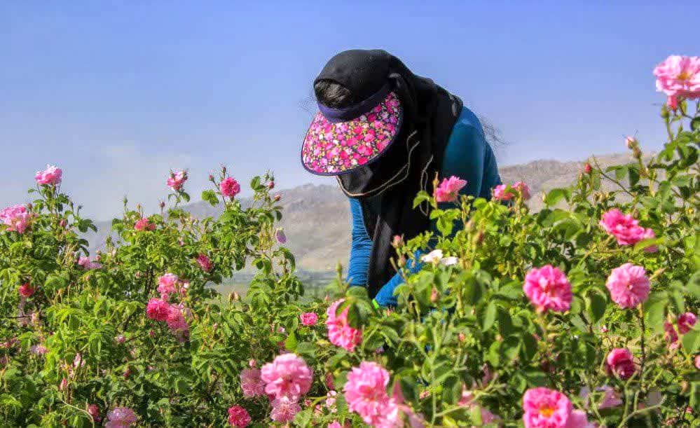 کاشان پایتخت گل و گلاب 