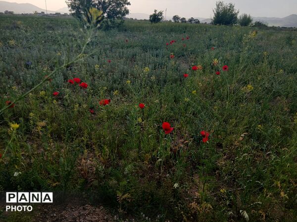 طبیعت چشم نواز روستای دهنو
