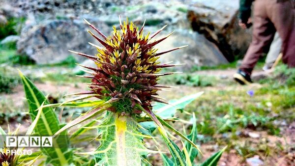 کوه های زیبای تخت پلنگ نیشابور 