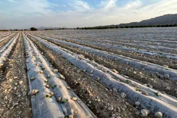 کاشت کدو در سطح 600 هکتار از اراضی شهرستان فراشبند