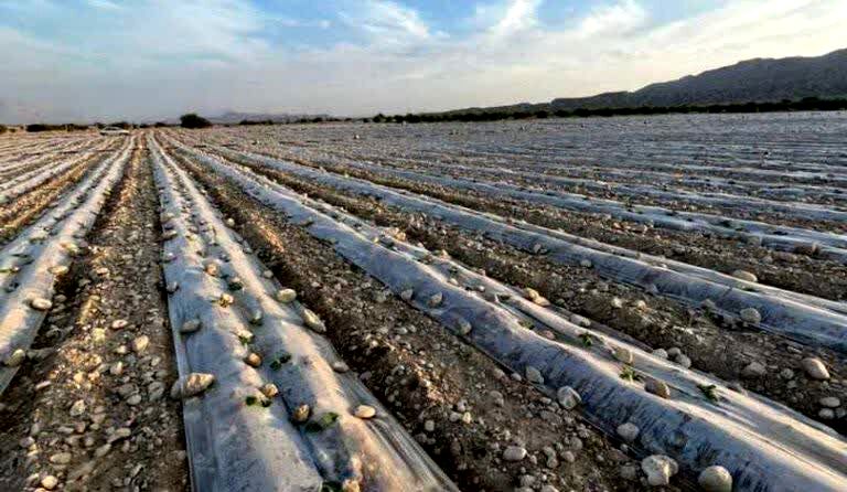 کاشت کدو در سطح 600 هکتار از اراضی شهرستان فراشبند