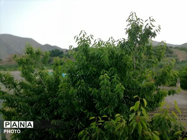 اینبار طبیعت زیبای شهر بار نیشابور در قاب پانا