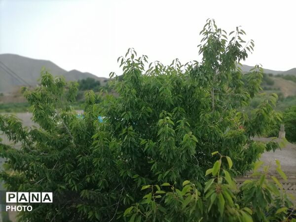 اینبار طبیعت زیبای شهر بار نیشابور در قاب پانا