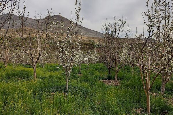 شهر بار نگین سبز خراسان رضوی میزبان فصل بهار 