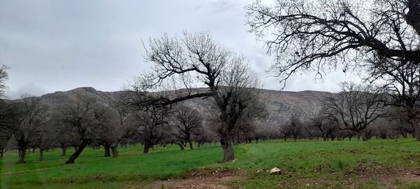 هنر در طبیعت نهفته است