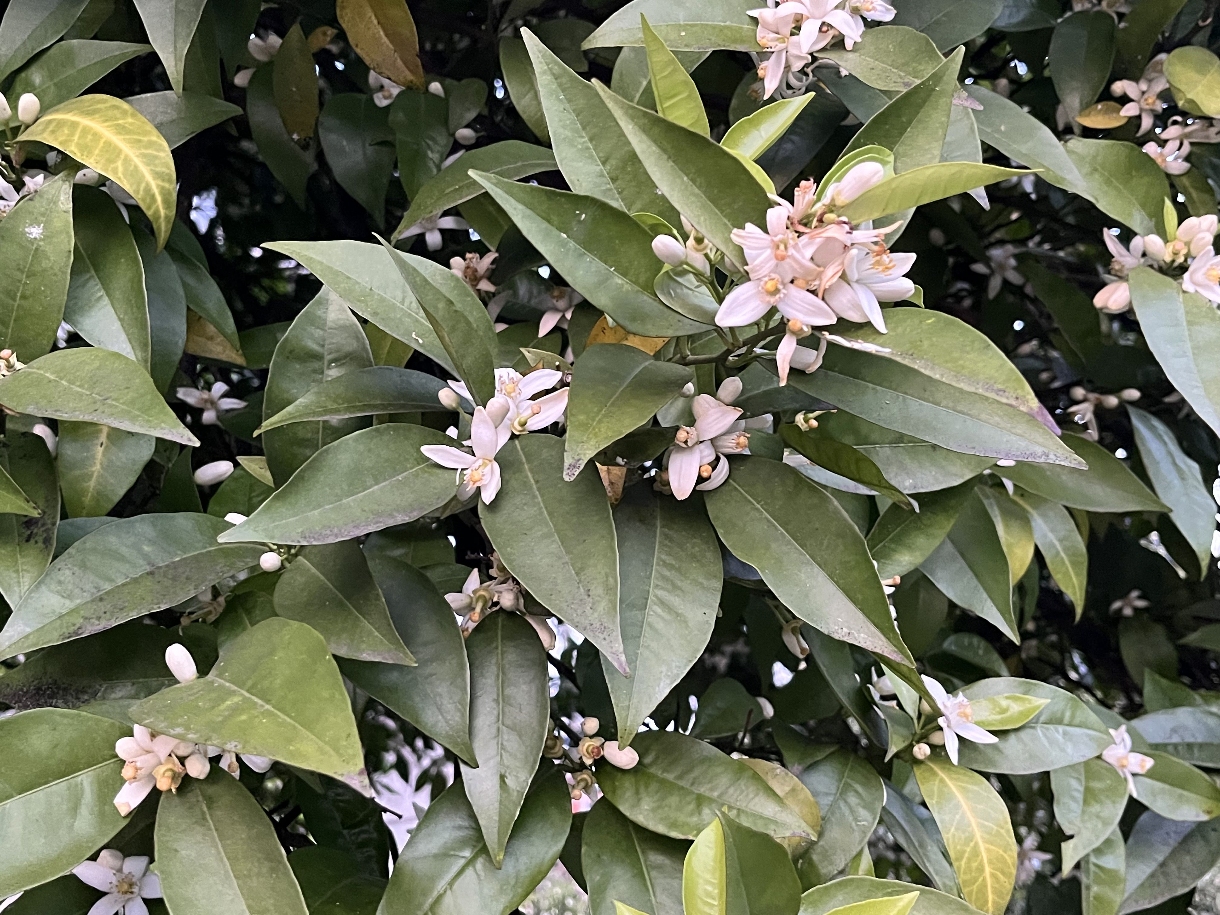 عطر بهار در چابکسر؛ اردیبهشت‌ماه و طغیان شکوفه‌های مرکبات در شمال ایران