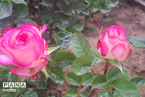 گل‌های زیبای بهاری