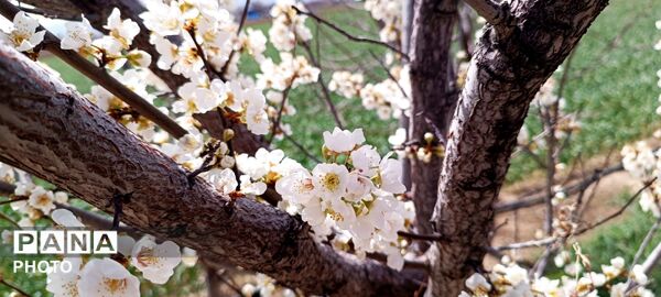  زیبایی‌های بهاری طبیعت همدان