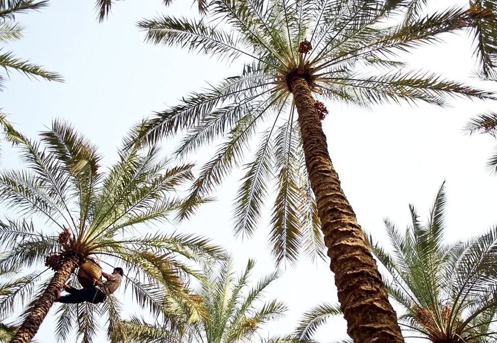 آغاز برداشت خرما از ۷۰۰ هکتار نخلستان‌های بشاگرد