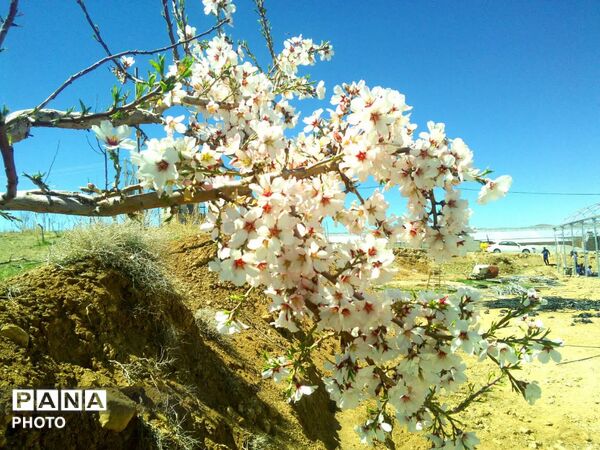 وانان، تابلوی بی‌بدیل خالق، شکوه رنگ‌ها و عظمت کوهستان
