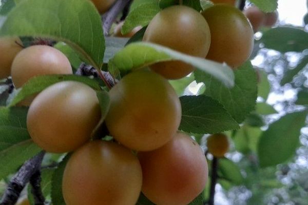 آلوچه پاییزه؛ میوه‌ای کوچک با خواصی بزرگ