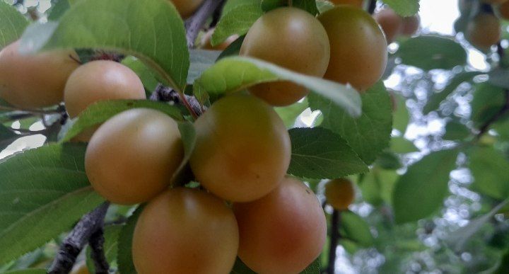 آلوچه پاییزه؛ میوه‌ای کوچک با خواصی بزرگ