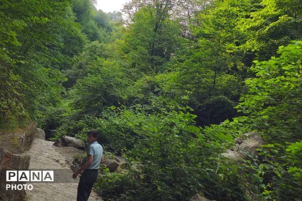 جلوه‌های سحرانگیز طبیعت بکر و مناظر جنگلی شمال ایران