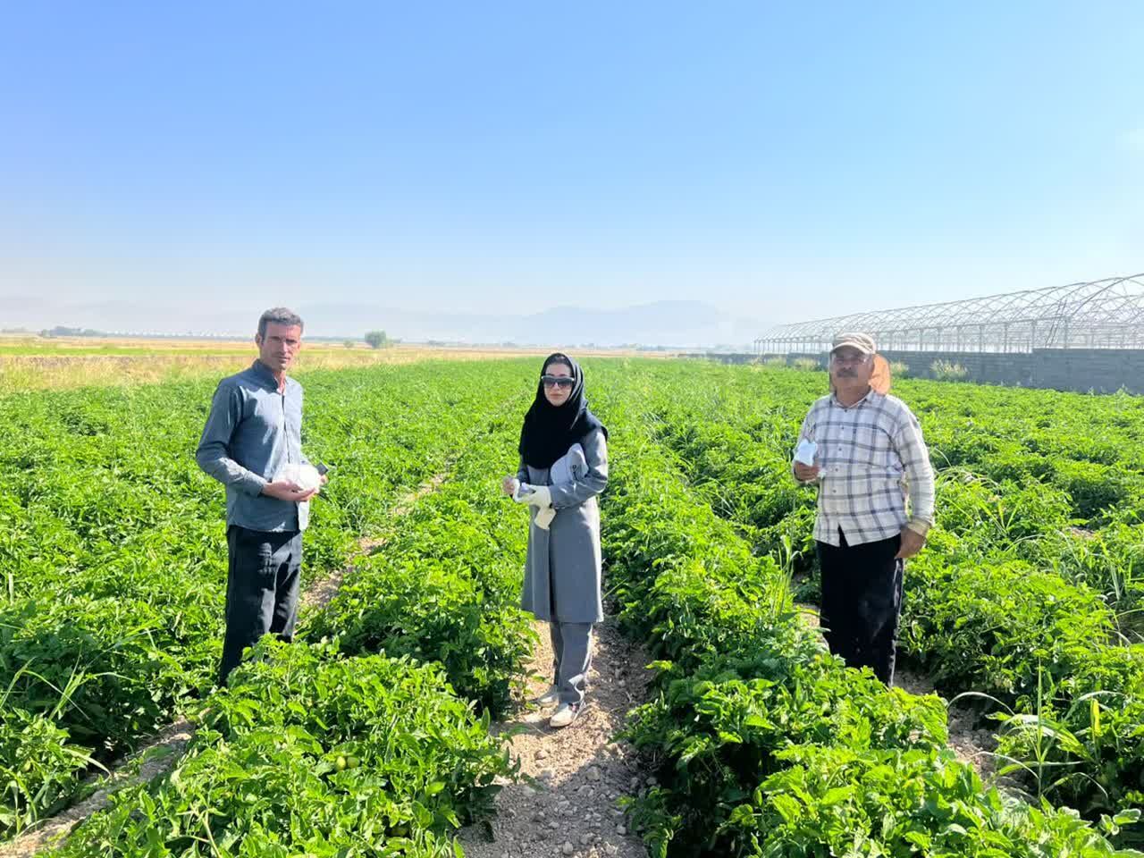 رها سازی 100 هزار زنبور براکون در مزارع بیضا