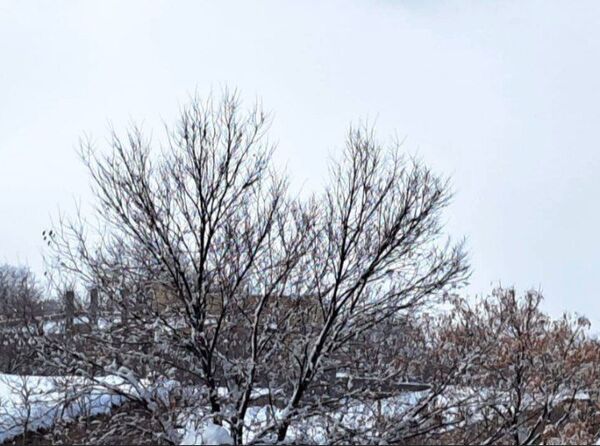 برف زمستانی، مهمان شهرستان کیار