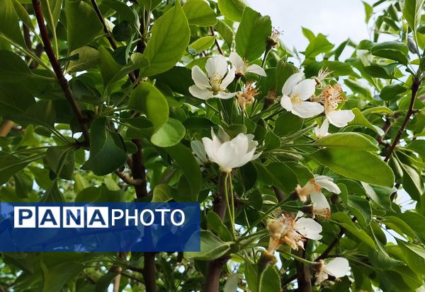 روستای شلیل نگین سرسبزی در دل کوه‌های میانکوه
