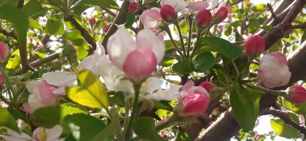 طبیعت بی نظیر روستا سربالا بهترین گزینه برای طبیعتگردی در فصل بهار