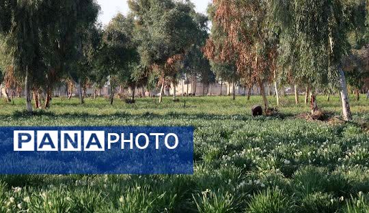 نرگسزارهای بهبهان