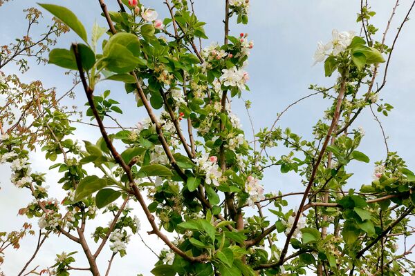 بهار، آغاز دوباره‌ی زندگی طبیعت 