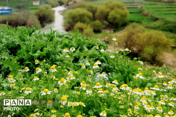 طبیعت دِراز‌رود؛ زیباترین تابلوی سبز لردگان