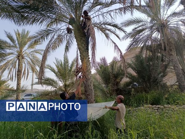 برداشت خرما در شهر رویدر 