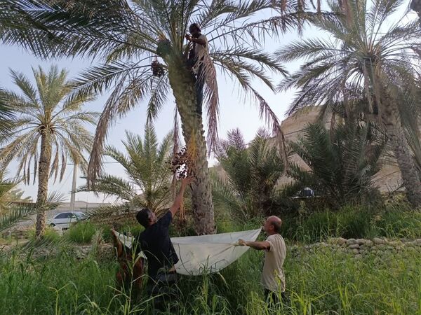 برداشت خرما در شهر رویدر 
