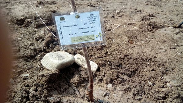 مراسم درختکاری در هنرستان استاد یوسفی مشهد 