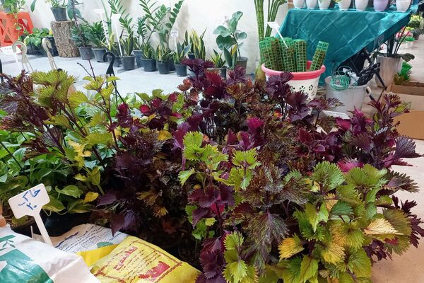 نمایشگاه گل و گیاه در نمایشگاه دائمی قرچک