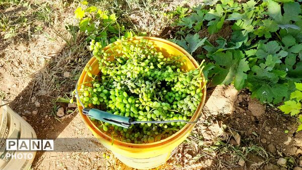 فصل «غوره‌چینی» در دستناء