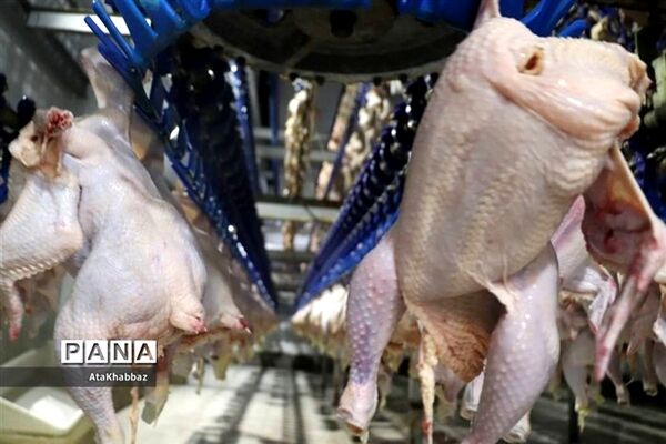قیمت‌ها دربازار مرغ تعدیل می شود