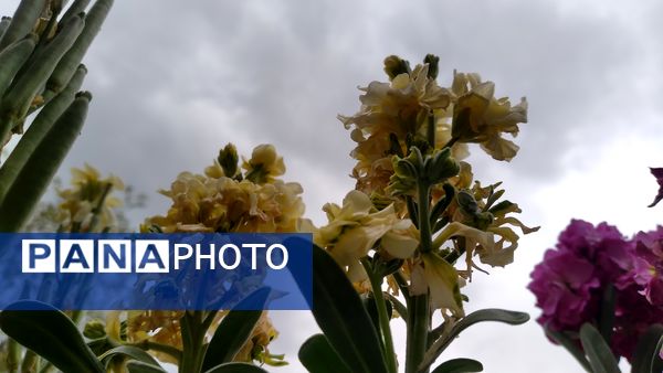 باران بهاری؛ ملودی زندگی در بستر طبیعت