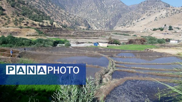 کاشت برنج در روستای بیدله 