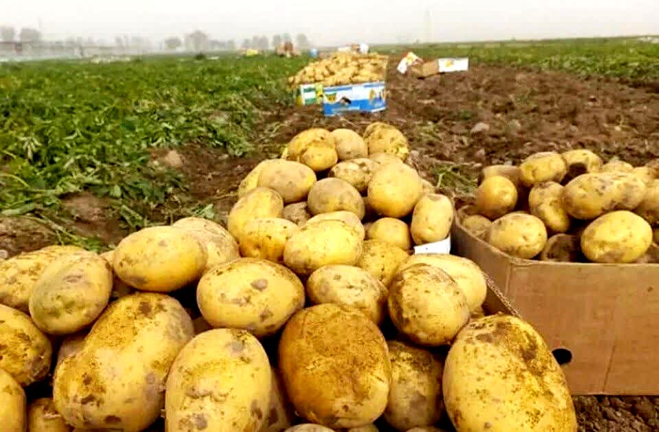 رفع ممنوعیت صادرات سیب زمینی ابلاغ شد