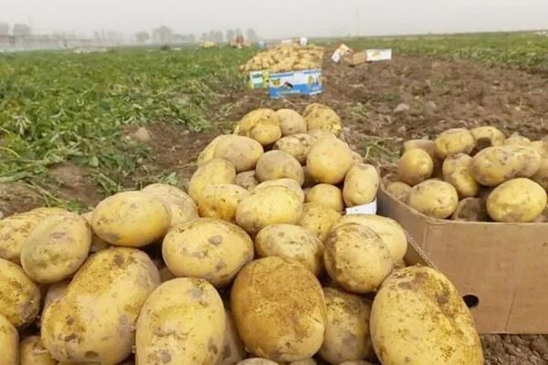 رفع ممنوعیت صادرات سیب زمینی ابلاغ شد