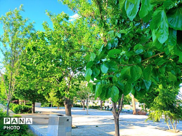  بزرگترین پارک خطی شرق کشور سرسبز تر از همیشه