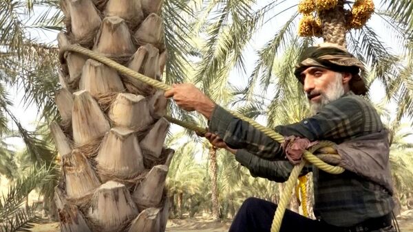 برداشت رطب از نخلستان‌های دالکی دشتستان 