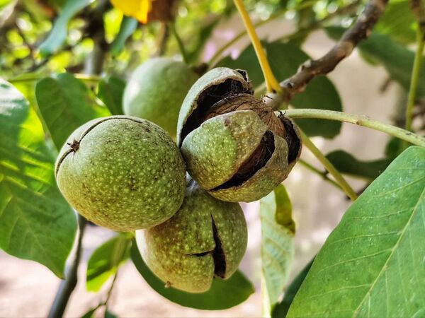 مارکده، سرزمین طلایی بادام و گردو؛ گنجینه‌ای از طعم و سنت در دل سامان