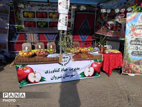 اولین جشنواره سیب در شیروان
