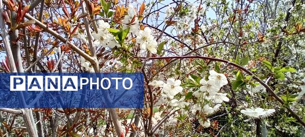 شکوفه‌های بهاری در شهرستان سملقان
