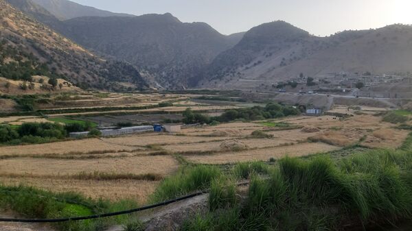 برداشت گندم در روستای بیدله