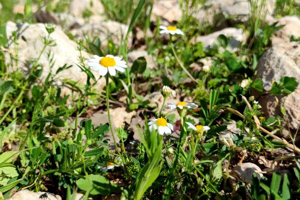 بهار، آغاز دوباره‌ی زندگی طبیعت 