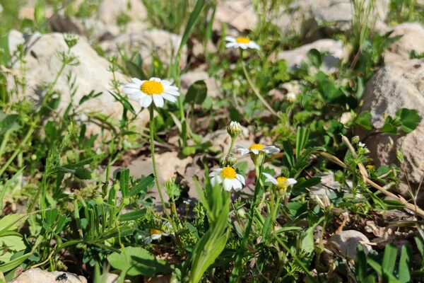 بهار، آغاز دوباره‌ی زندگی طبیعت 