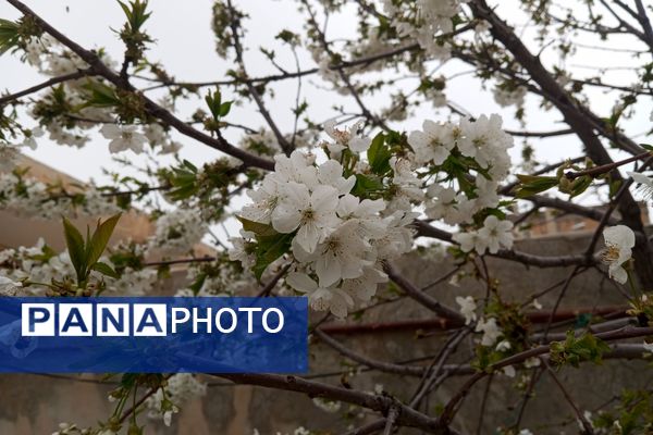 بهار، آغاز دوباره‌ی زندگی طبیعت 